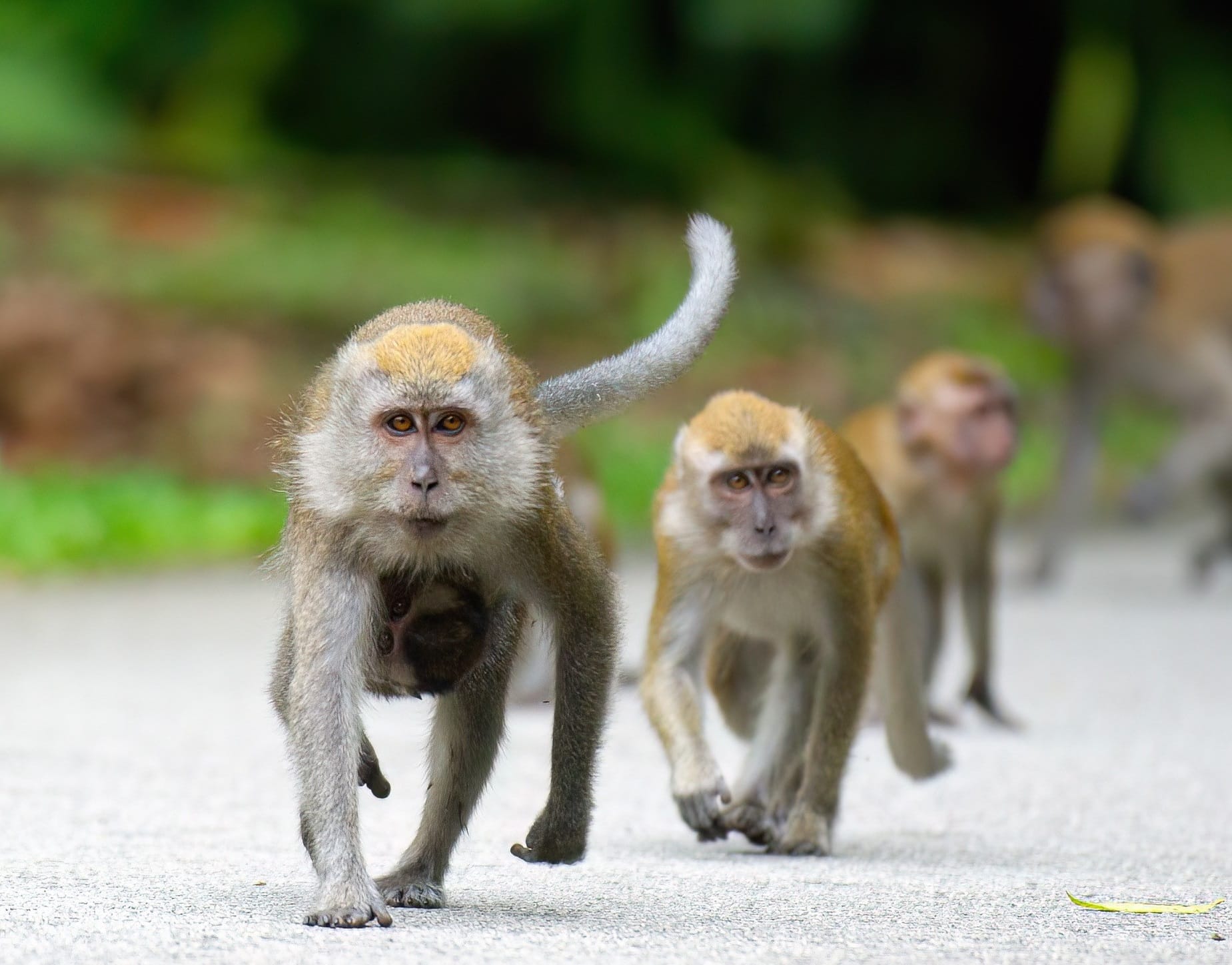 A photograph of 4 macaques. Two macaques are in the foreground approaching on all fours.